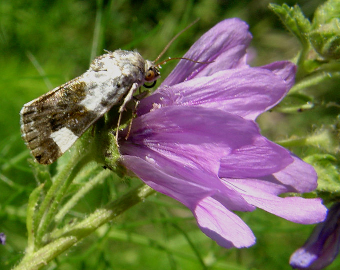 Nottuide: Acontia lucida